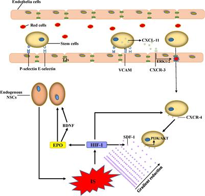 Potential Mechanisms and Perspectives in Ischemic Stroke Treatment Using Stem Cell Therapies